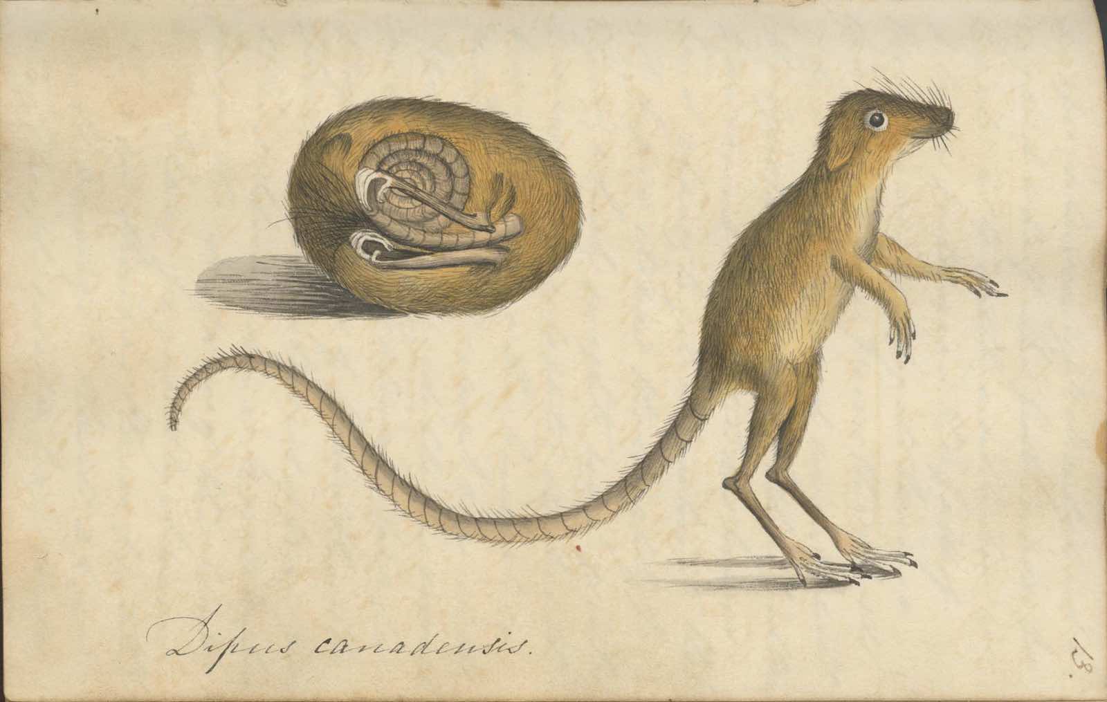 Watercolour of Dipus canadensis, a jumping mouse from Canada, by Mary Morland c. 1817, from her notebook of specimens.