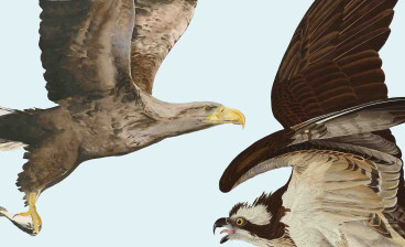 Detail from exhibition poster by Jackie Morris