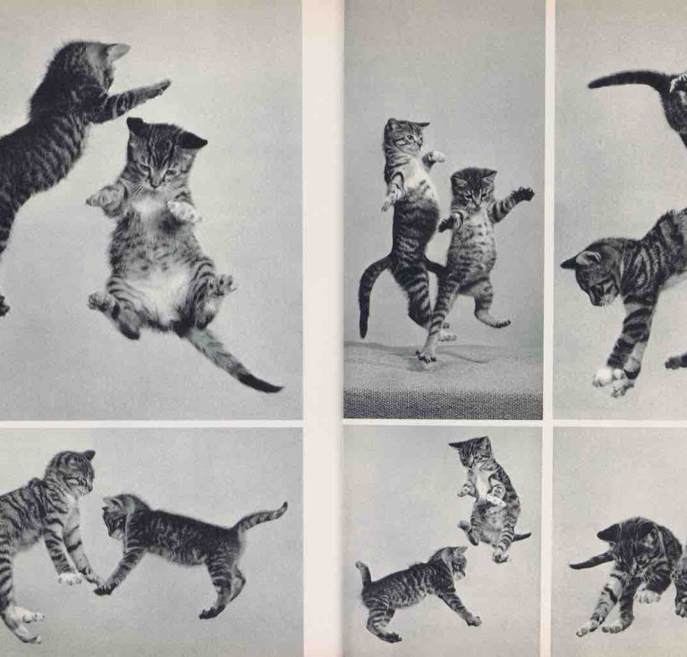 85 chats by Ylla (La Guilde du livre, Lausanne, 1952)