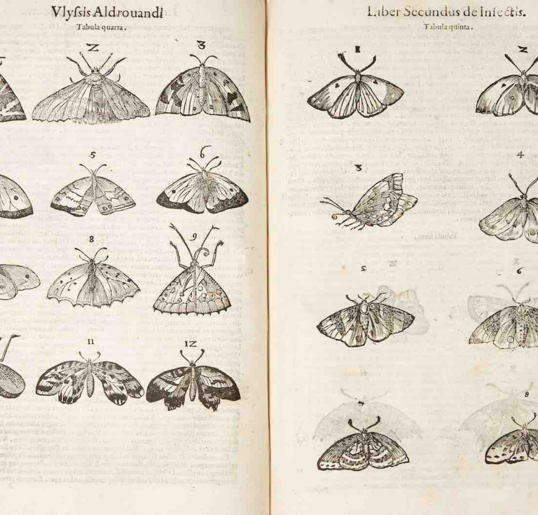 De animalibus insectis libri septem by Ulisse Aldrovandi