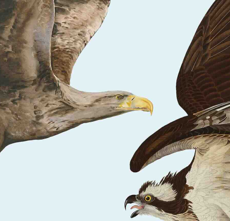 Detail from exhibition poster by Jackie Morris